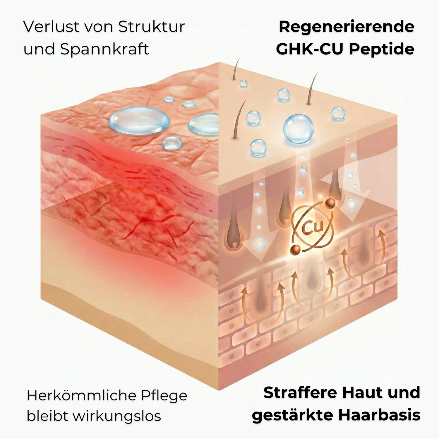 Illustration der Haut mit GHK-Cu Kupferpeptiden zur Unterstützung der natürlichen Kollagenbildung